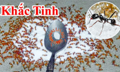 6 cách đuổi sạch kiến ra khỏi lọ đường cực nhanh, vài phút là đàn kiến một đi không trở lại