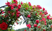 Trồng hoa hồng có lá mà không có hoa: Làm cách này hoa tuôn như suối, bông to gấp nhiều lần, đẹp rực rỡ