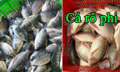 Loại cá cực giàu collagen, giúp ngừa lão hóa: Bán đầy chợ Việt, chị em muốn trẻ đẹp nên ăn ngay