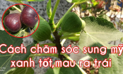 Cách trồng cây Sung Mỹ trong chậu cho quả sai chi chít, cả nhà ăn quanh năm