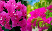 2 tuyệt chiêu để hoa giấy nở đúng Tết: Đơn giản mà giúp hoa nở rực rỡ, cả tháng không tàn