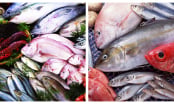 5 loại cá ngậm nhiều thủy ngân nhất chợ: Đi chợ đừng ham rẻ mua về kẻo rước bệnh