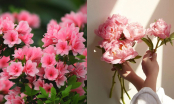 Điểm danh 3 loại hoa “đậm mùi phú quý, trồng cả chục năm mà vẫn đẹp mỹ miều, càng trồng lâu càng có giá