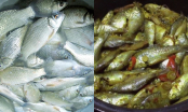 Loại cá một thời chỉ người nghèo ăn, nay bán 110.000 đồng/kg vẫn được người thành phố ‘săn lùng’