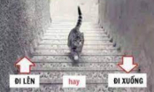 Trắc nghiệm: Con mèo đi lên hay đi xuống? Câu trả lời sẽ tiết lộ bí mật đặc biệt bên trong bạn