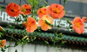 Có nên trồng hoa đăng tiêu trước nhà?