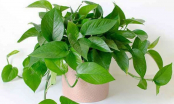 2 loại cây dễ trồng trong nhà nhất giúp lọc không khí là làm tinh thần thư giãn