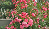 Trồng hoa hồng nhớ làm việc này để hoa nở đúng Tết, hoa vừa nhiều vừa đẹp, nhà thêm lộc