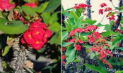 4 loại hoa đẹp nhưng không nên trồng trong nhà, đặc biệt là loại số 1