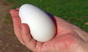 Trứng ngỗng bổ hơn trứng gà mà sao ít người ăn? Có phải vì không ngon bằng thịt ngỗng hay không?