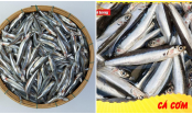 5 loại cá không thể nuôi hóa chất được mệnh danh là sâm nước: Đi chợ nhìn thấy đừng tiếc tiền mua