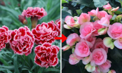 5 loại hoa rước vận xui, hao tài tốn lộc năm mới: Đẹp rạng rỡ cũng không trưng trong nhà ngày Tết