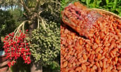Loại cây trước chỉ trồng làm cảnh, nay quả của nó trở thành món đặc sản, dịp Tết bán giá 160.000 đồng/kg