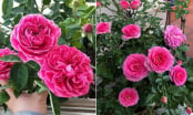 Hoa hồng thích 'ăn' món này nhất, vùi vào gốc để hoa nở quanh năm, bông nào cũng to đẹp