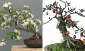 3 cây cảnh bonsai tuổi thọ cao giúp mang lại vận may, tài lộc cho gia đình