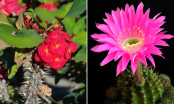 Ngày Tết tuyệt đối không mua 4 loại hoa này để bày trong nhà kẻo rước xui xẻo
