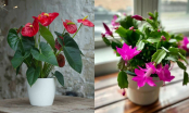 4 loại hoa phù hợp “đón xuân”, người giàu thường trồng trong nhà để cả năm may mắn an lành