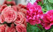 5 loại hoa tránh đặt trong nhà ngày Tết: Gây hao tài tốn lộc còn dễ rước vận xui