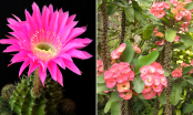 Ngày Tết tránh rước 4 loại hoa này về nhà kẻo cả năm xui xẻo