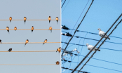 Vì sao chim đậu trên dây điện nhưng không bị giật?