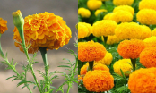 9 phương pháp điều trị bệnh tự nhiên sử dụng hoa cúc vạn thọ