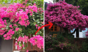 4 vị trí trồng cây hoa giấy hợp phong thủy: Nhà vừa đẹp vừa đón lộc may