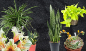 Gợi ý 8 loại chậu hoa cây cảnh hút bức xạ cực tốt, trồng ngay trong nhà văn phòng vừa đẹp vừa khỏe người