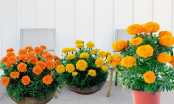 Vì sao chậu hoa cúc vạn thọ đẹp, tên hay, nhiều công dụng và dễ trồng nhưng không nên trồng trong nhà?