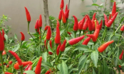 Có nên trồng một cây ớt trước cửa nhà?