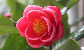 Loài hoa chỉ nhìn màu hồng thôi đã mê mẩn, biểu tượng cho sự may mắn, hạnh phúc và phú quý đầy nhà