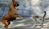 Các cụ có câu, “Ghét nhau như chó với mèo”: Vậy tại sao chó và mèo lại ghét nhau?