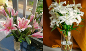 6 loại hoa dù đẹp “mê ly nhưng chớ dại mà mang trồng trong nhà, vừa tốn thời gian, vừa hại sức khoẻ