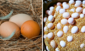 Bảo quản trứng không cần tủ lạnh rất dễ, làm theo cách này, trứng để cả tháng rất tươi ngon