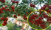 Kinh nghiệm trồng cà chua trong chậu sai trĩu quả, trồng một cây ăn cả năm, không cần đi mua