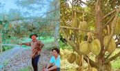 Vườn trái cây tiền tỉ của tỉ phú nông dân Hậu Giang: Doanh thu gần 5 tỉ/năm chỉ từ bẻ trái