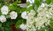 6 loại cây được ví như “nước hoa tự nhiên, trồng trong nhà để hương thơm ngào ngạt mà không cần chăm sóc nhiều