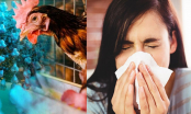 Cúm gia cầm H5N1 có lây từ người sang người không? Khi dịch bùng phát làm sao tránh, có nên ăn gà vịt?