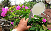 4 loại nước thải có sẵn trong nhà tốt hơn phân kali: Tưới 1 lần cây nở cả vườn hoa rực rỡ