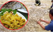Ngư dân cắt nhỏ sứa trộn với cát biển, liệu có mất vệ sinh hay lý do gì khác?
