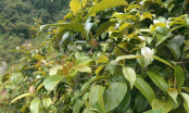 Loại lá là ẩm thực núi rừng, nay lên phố thành đặc sản bán với giá 180.000 đồng/kg