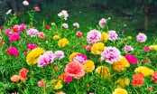 5 loại chậu hoa cây cảnh dễ trồng nở hoa quanh năm dù tay mơ hay chuyên nghiệp đều thích