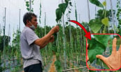 Anh nông dân trồng loại cây đếm lá tính tiền, đút túi 2 tỷ/năm nhàn tênh