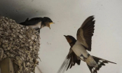 Chim bay vào nhà làm tổ báo hiệu điều gì, có nên đuổi đi không?