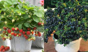 4 loại cây ăn trái thích hợp trồng ngoài ban công, nhà nhỏ đến mấy cũng có quả ngon hàng ngày