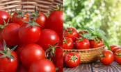 Cà chua cất tủ lạnh là dại, học nông dân làm cách này bảo quản cà chua nhiều tháng tươi ngon giàu dinh dưỡng