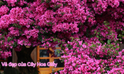 Cây Hoa Giấy - Vẻ đẹp, ý nghĩa phong thủy, cách trồng luôn ra hoa