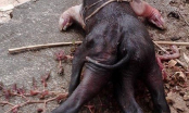 Lợn 6 chân, lợn 2 đầu 4 mắt liên tục được phát hiện ở Nghệ An