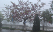 Thời tiết 31/03: Gió mùa tràn về, Bắc Bộ mưa rét trên diện rộng