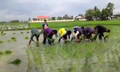 Nông dân nước bạn trồng lúa