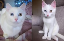 Mèo vào nhà là điềm gì? Giải mã ý nghĩa phong thuỷ và cách hóa giải nếu gặp vận xui